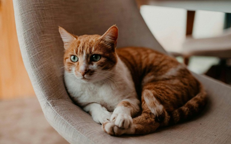 a cat lying on a chair